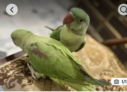 Kashmir raw parrot for sale 9 month age Whatsapp no 03248771669