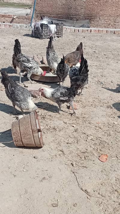 fayumi,fayoumi ,feomi, fayomi