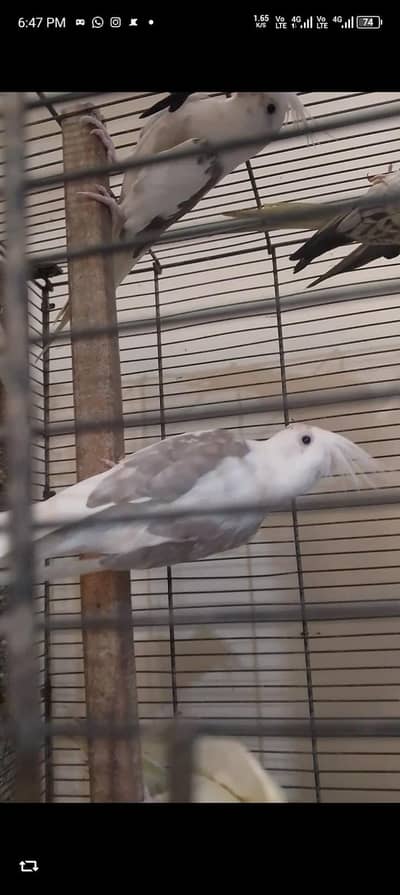 vpied cocktail available