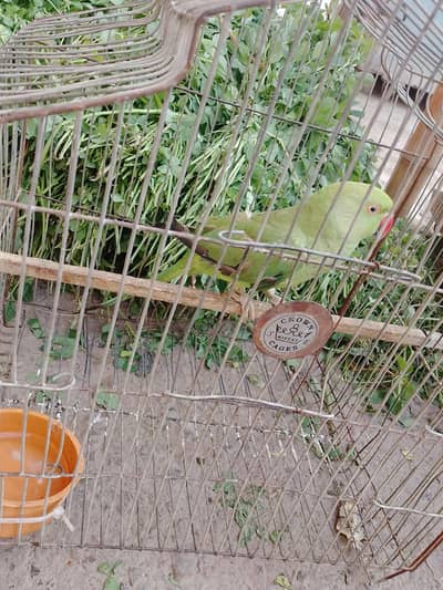 Ghar ka pala howa he hand time nh sikha he  03162157353