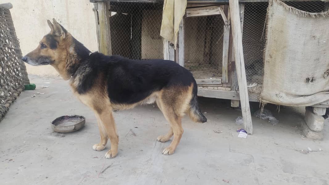 German shepherd 1