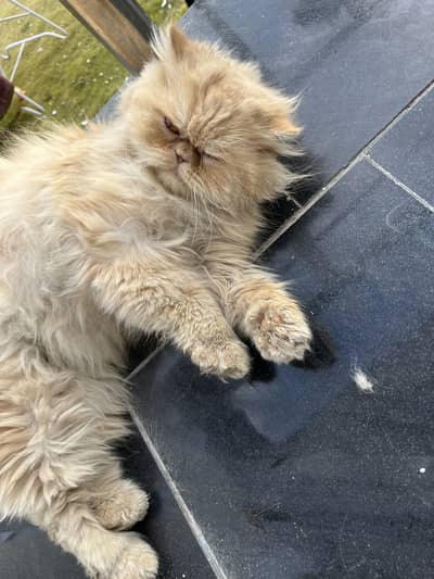 Tripple coat semi punch face