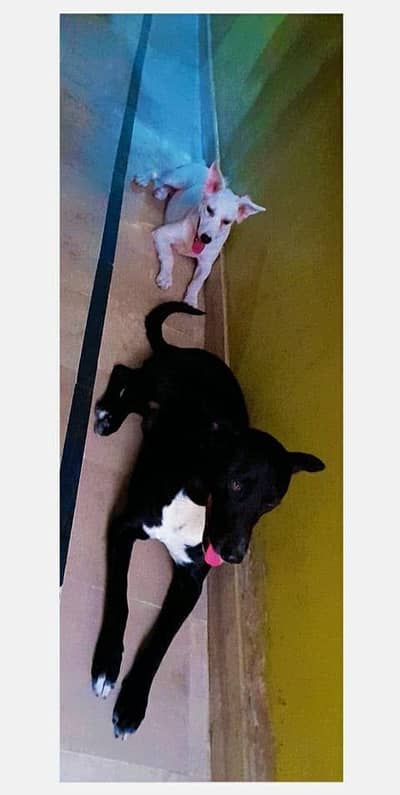 Cross breed pitbull x Belgian melanois up for urgent adoption