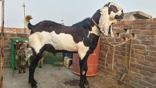 نسل: خالص ناگرا بیتل (Nagra BNagreetal) عمر: 6 دانت (جوان اور تندرست