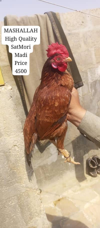 only call WhatsApp aseel murgi