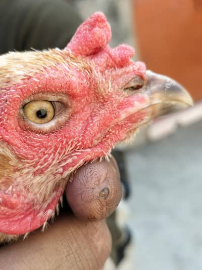 pure Thai female 03010873045