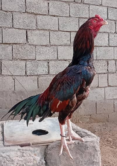 khari takhti ka murgha outstanding