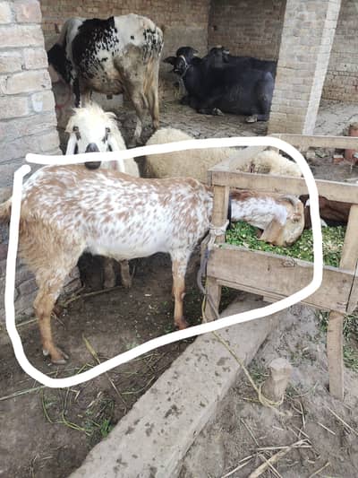 Makhachani 2 bacho wali bakri for sale