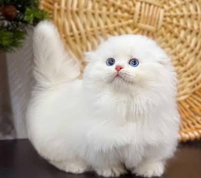 itPersian kitten for sale 0340=0095664