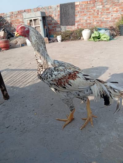 parrot beak cross Shamo patha