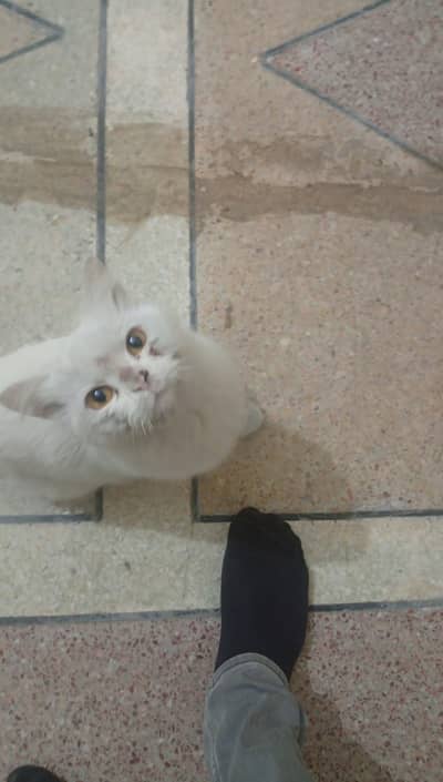 Persian cat for sale