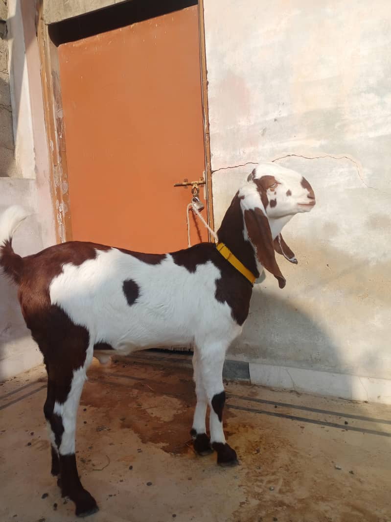 bakra 3