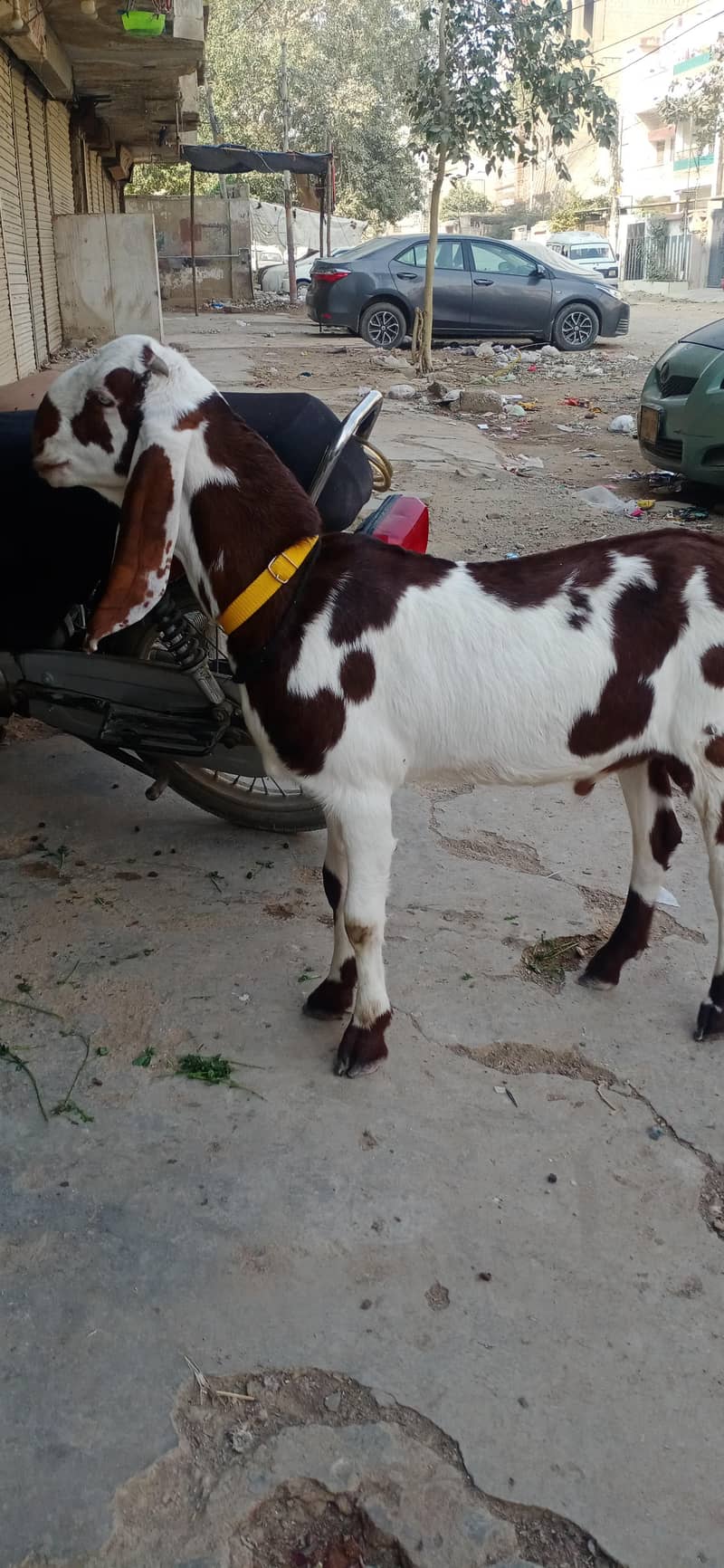 bakra 0