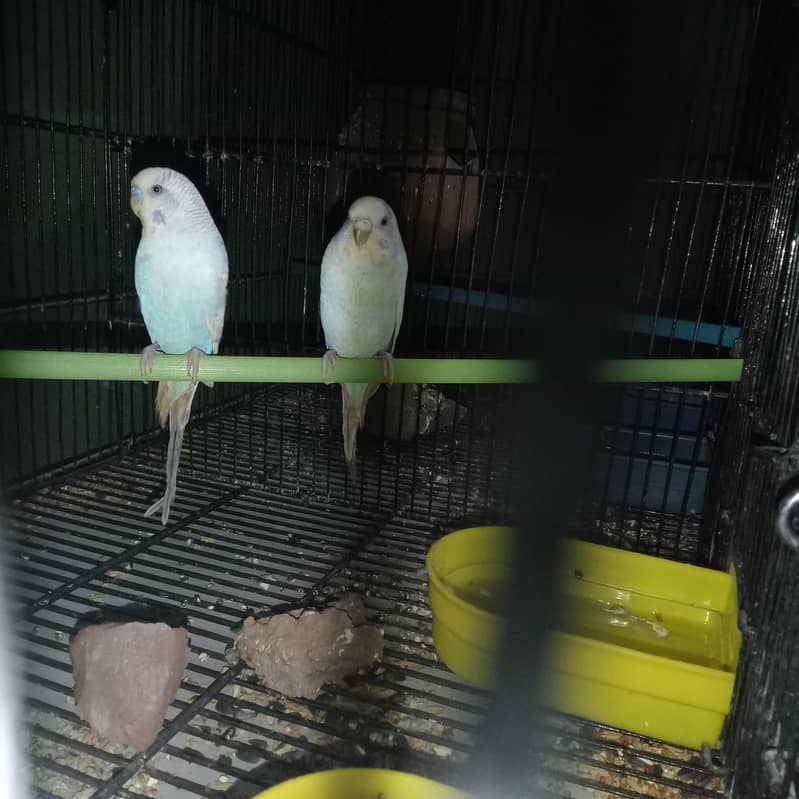 کاکٹیل، لاٹینو، فشر، آسٹریلین ریڈ آئی، بلیک آئی 0