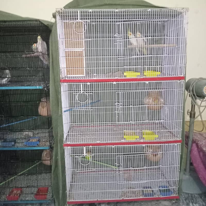 کاکٹیل، لاٹینو، فشر، آسٹریلین ریڈ آئی، بلیک آئی 2