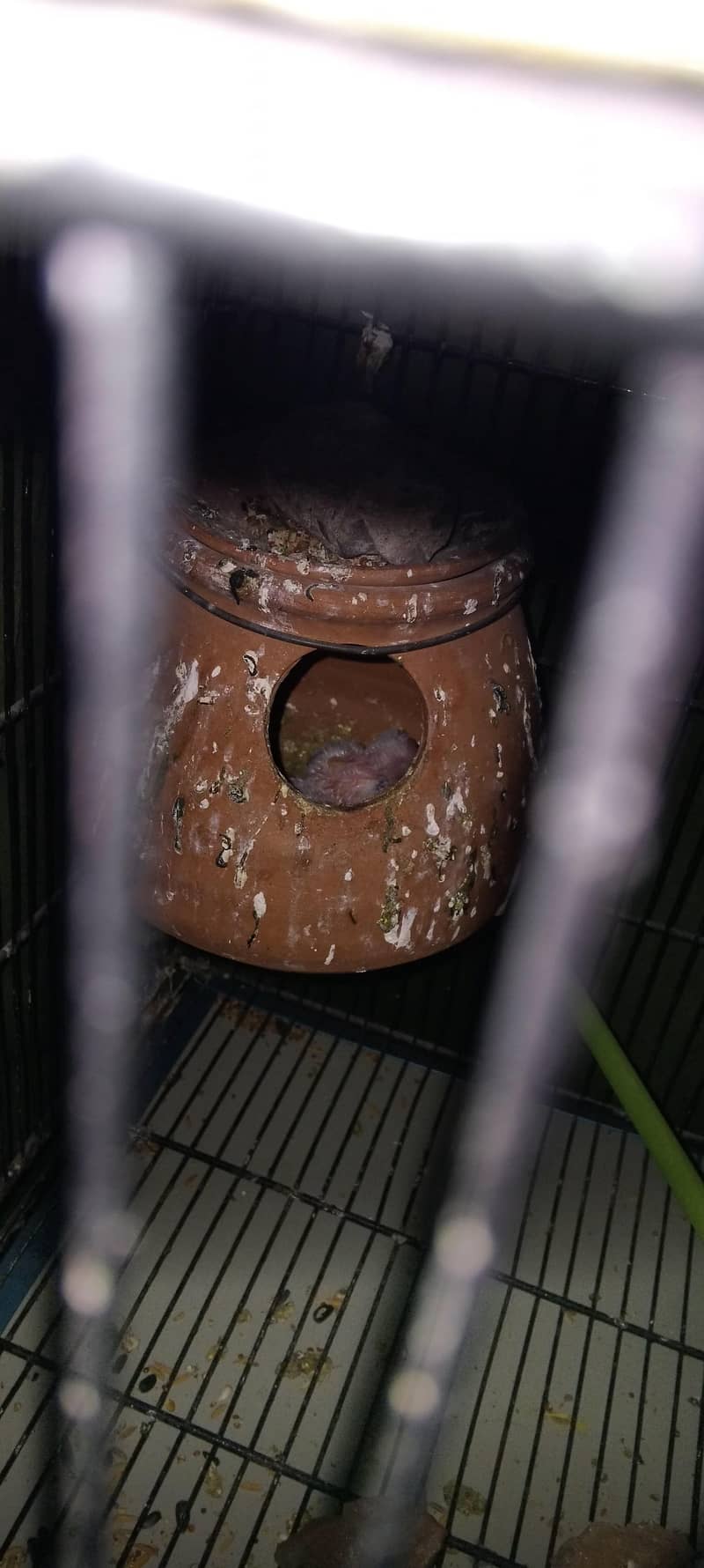 کاکٹیل، لاٹینو، فشر، آسٹریلین ریڈ آئی، بلیک آئی 7