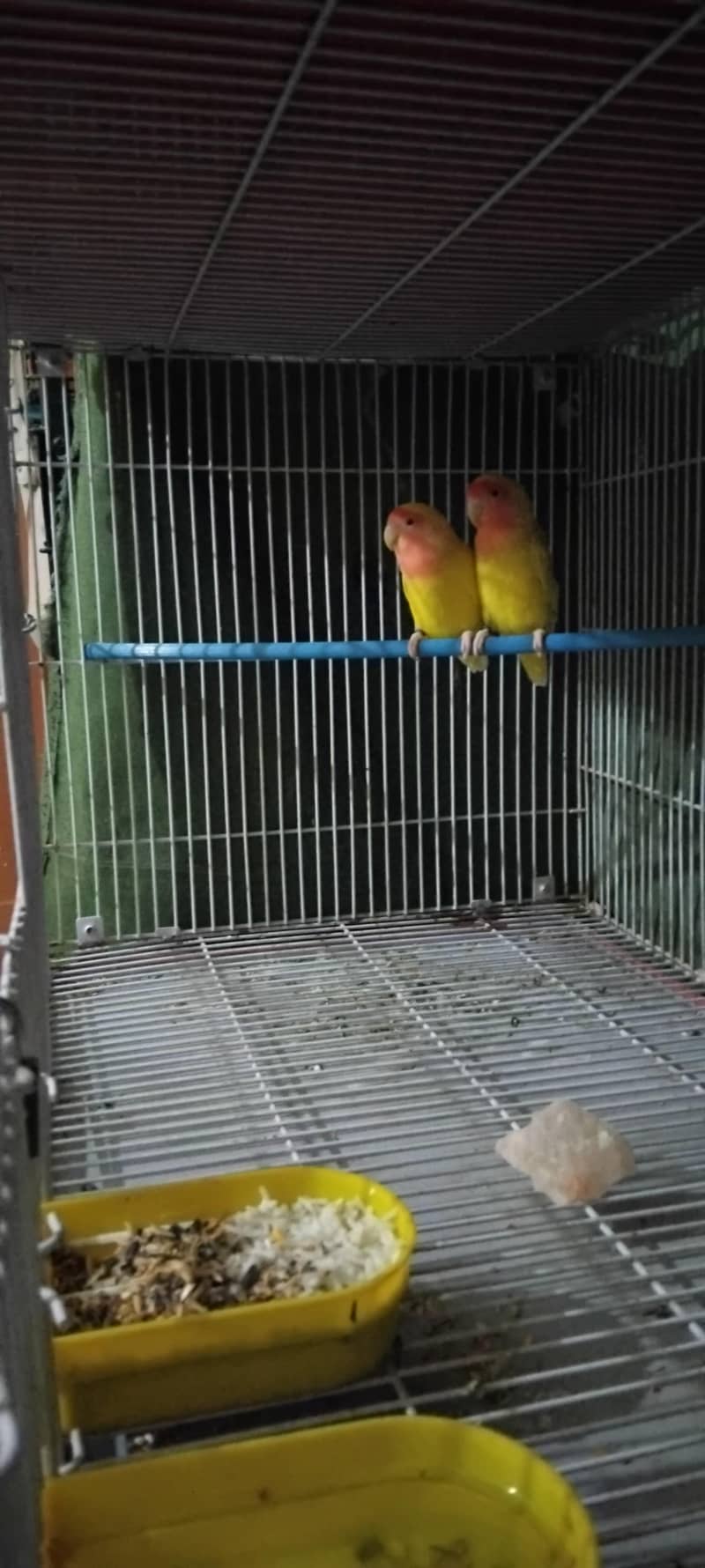 کاکٹیل، لاٹینو، فشر، آسٹریلین ریڈ آئی، بلیک آئی 8