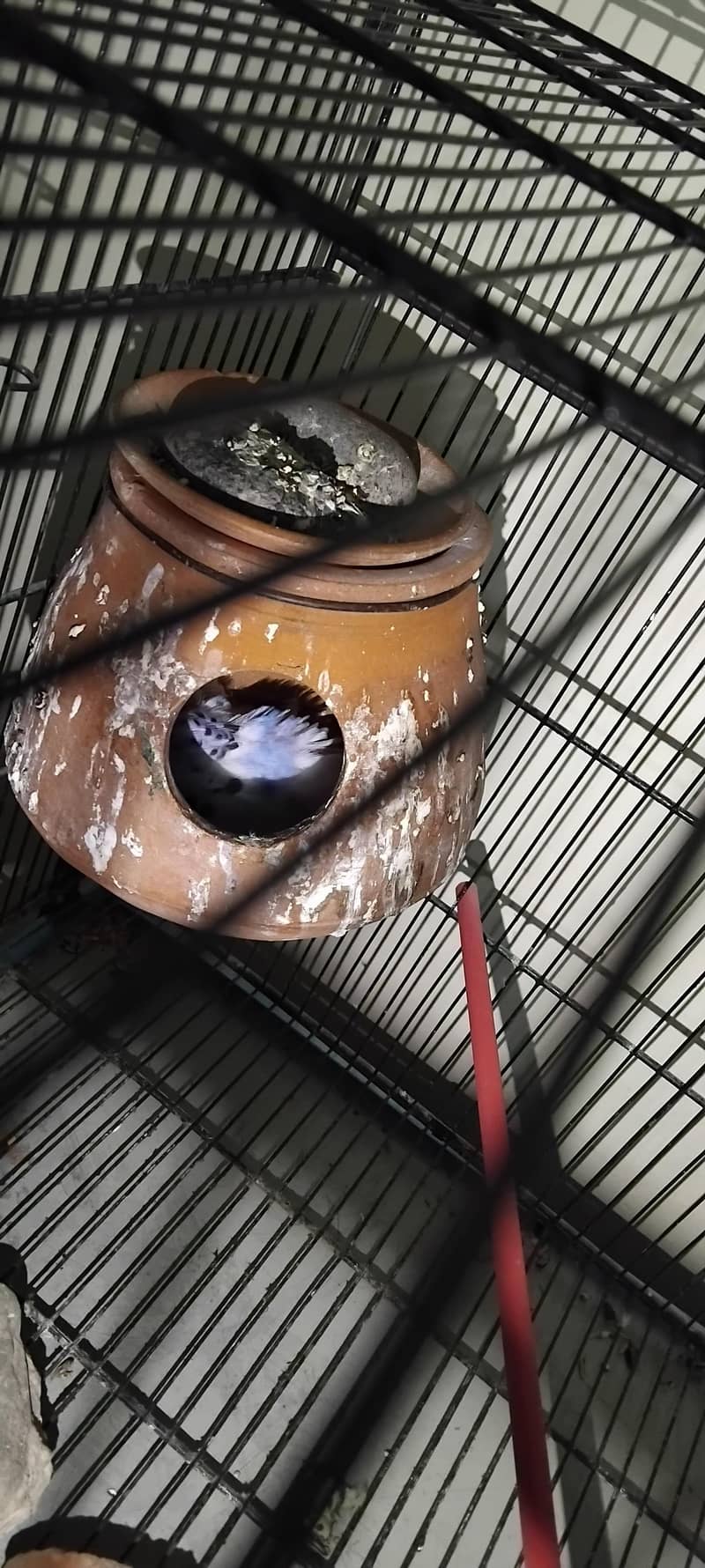 کاکٹیل، لاٹینو، فشر، آسٹریلین ریڈ آئی، بلیک آئی 9