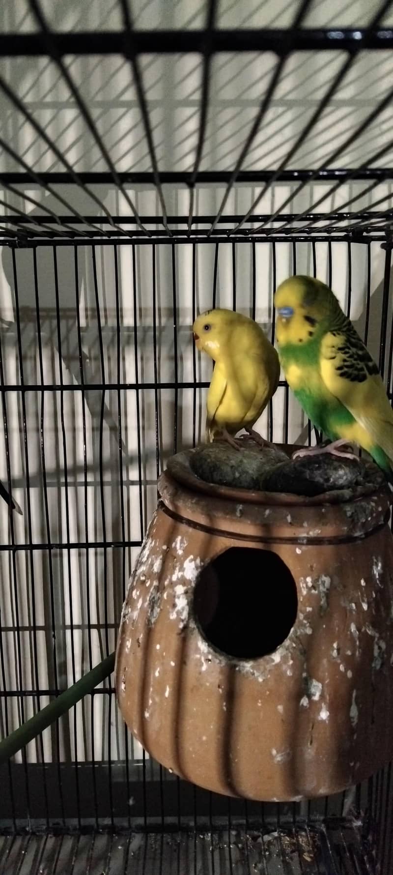 کاکٹیل، لاٹینو، فشر، آسٹریلین ریڈ آئی، بلیک آئی 10