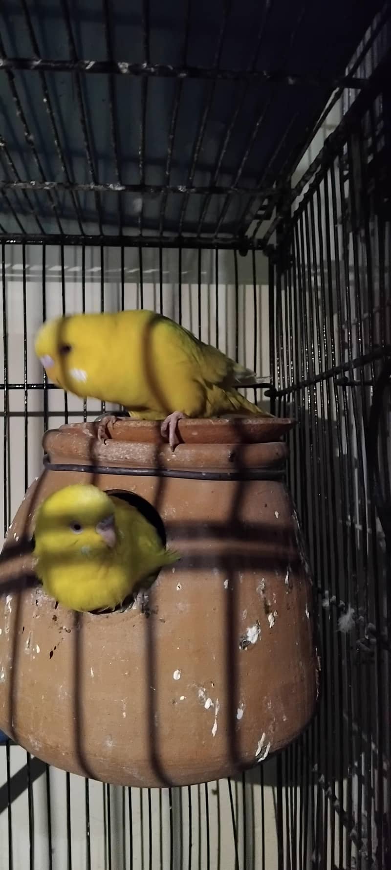 کاکٹیل، لاٹینو، فشر، آسٹریلین ریڈ آئی، بلیک آئی 11