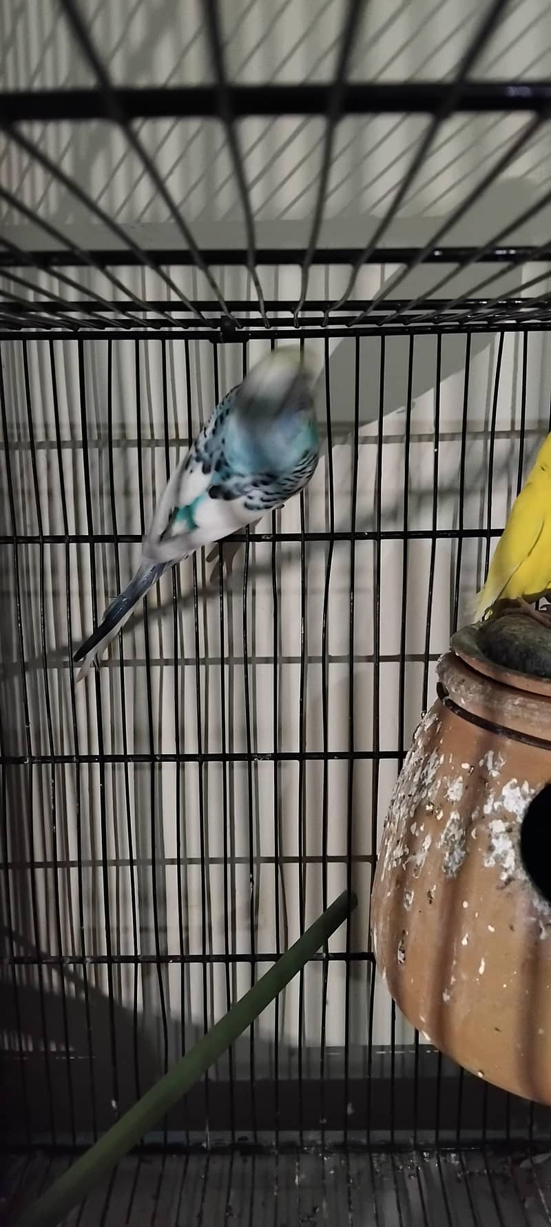 کاکٹیل، لاٹینو، فشر، آسٹریلین ریڈ آئی، بلیک آئی 12