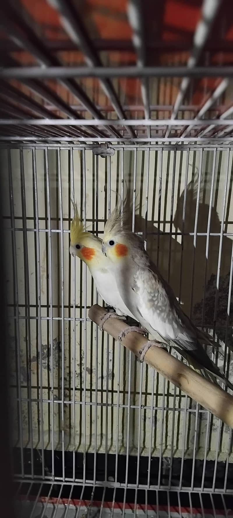 کاکٹیل، لاٹینو، فشر، آسٹریلین ریڈ آئی، بلیک آئی 13