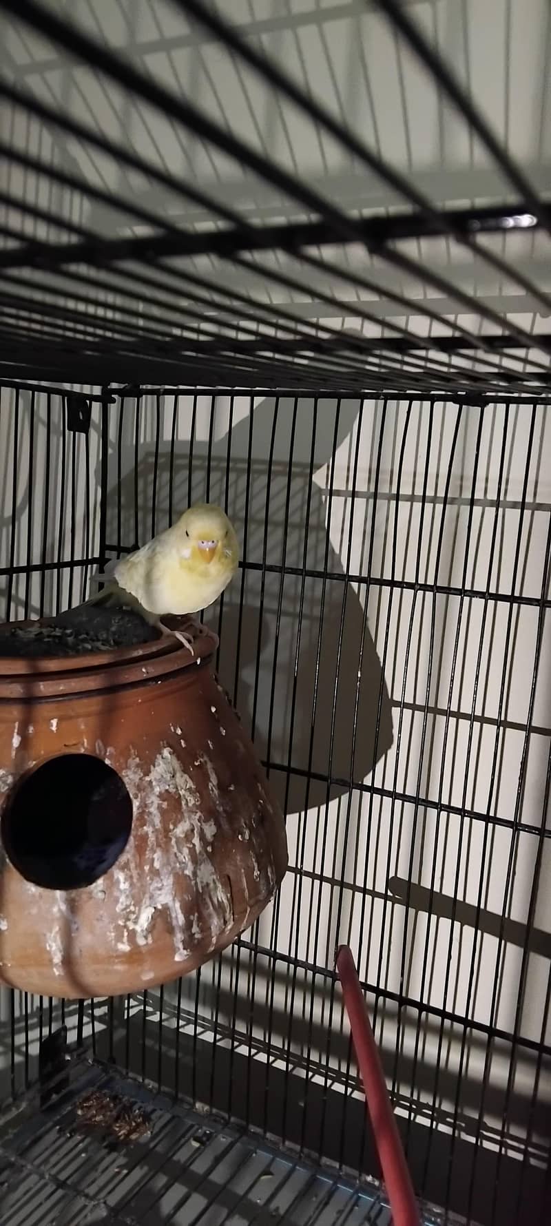 کاکٹیل، لاٹینو، فشر، آسٹریلین ریڈ آئی، بلیک آئی 14