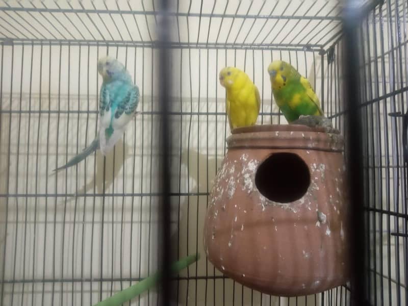 کاکٹیل، لاٹینو، فشر، آسٹریلین ریڈ آئی، بلیک آئی 16