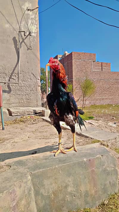 aseel lakha for sale