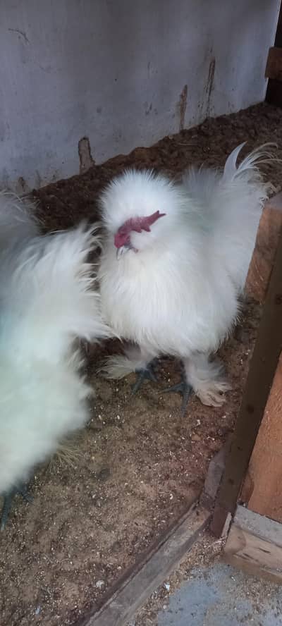 Silkie Male 2 pcs