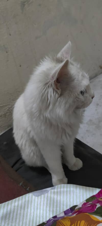 Persion cat ha male bacha ha abhi