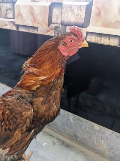 I'm selling my aseel murga