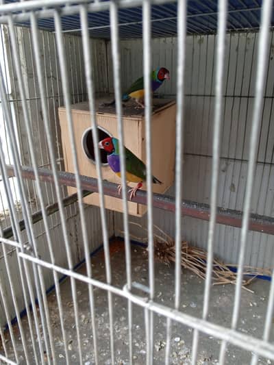lady goldian finch 2male 01 female / cocktail parrot