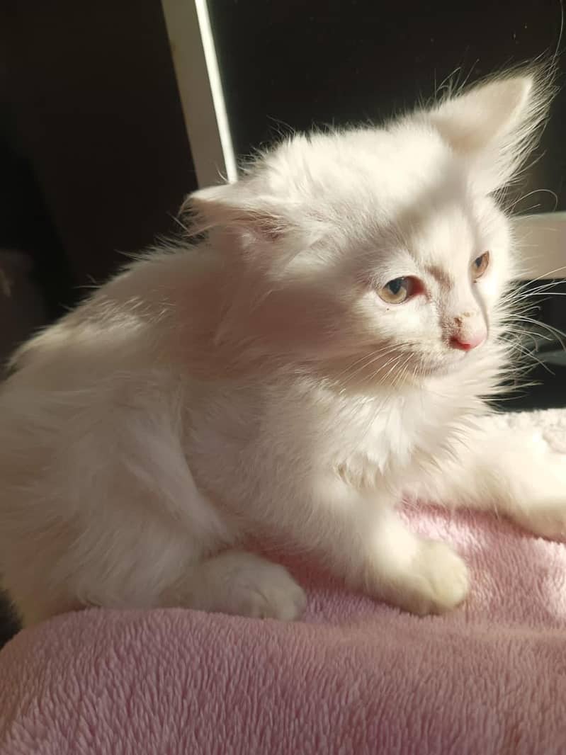persian cat 1