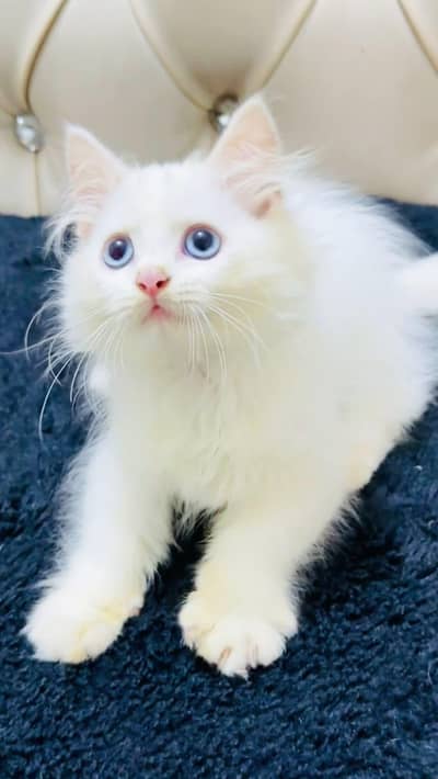 Persian cat triple quote 5 face mein later train