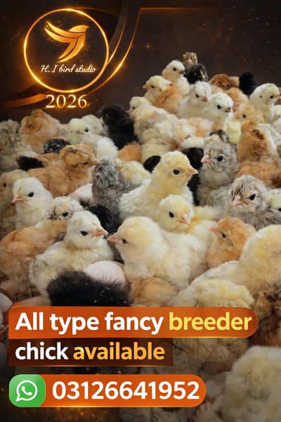 all type fancy hens chick available different age
