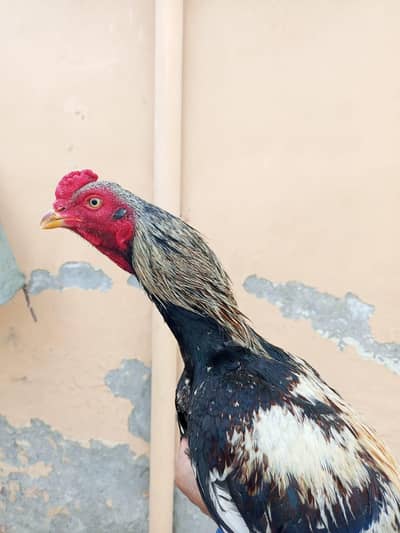 aseel java patha for sale location wah canttr 3 cargo possible