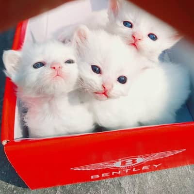 3 cats kids for sale