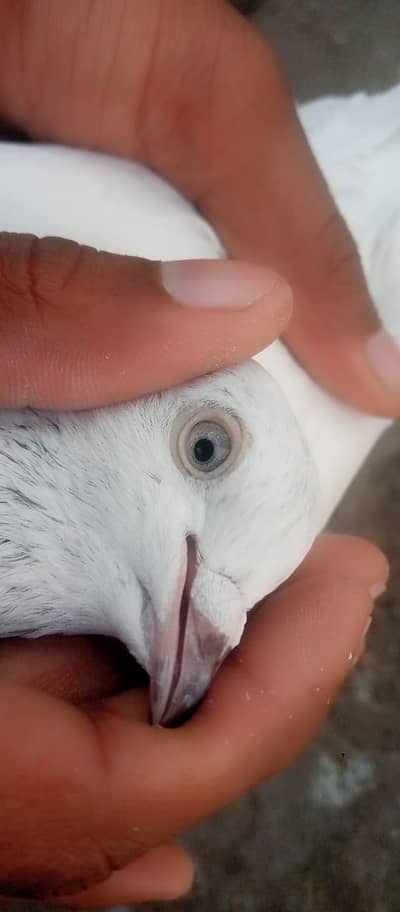 series Bhai rapta kara 03266031099