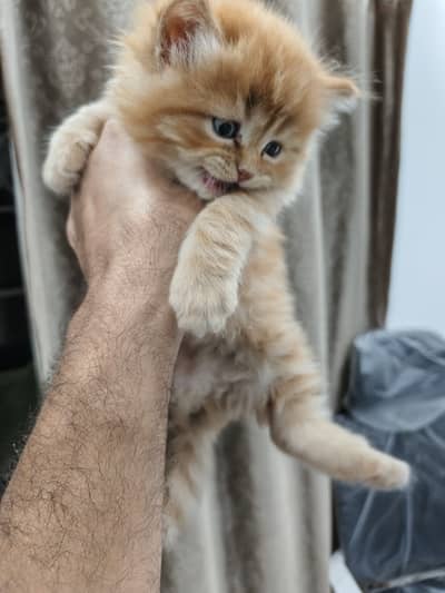 Persian Kitten