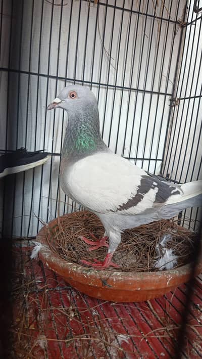 Qasid breder Female For Sale