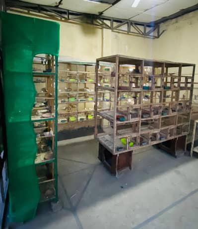 Wooden cages available