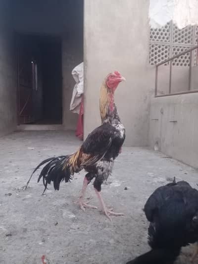 aseel morgha tahi Land kros