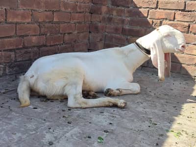 rajanpuri path for sale