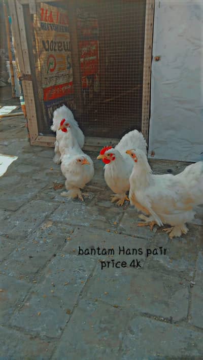 bantam Hans