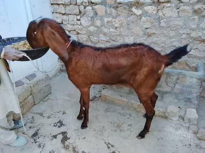 Pure Nagri Betal Urgent For Sale