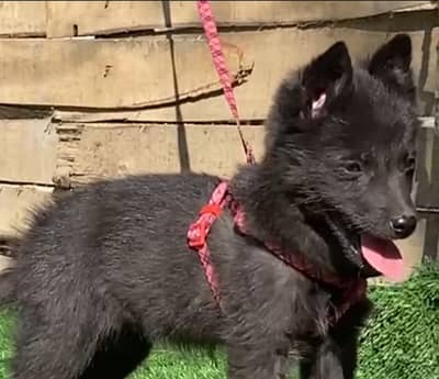 Black sheep for female available