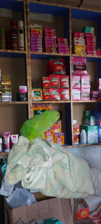 green ringneck parrot  male