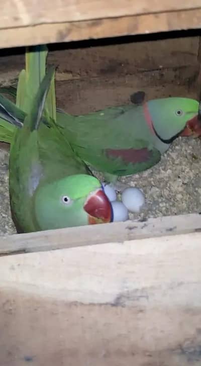 Raw Parrot breeder pair for sale