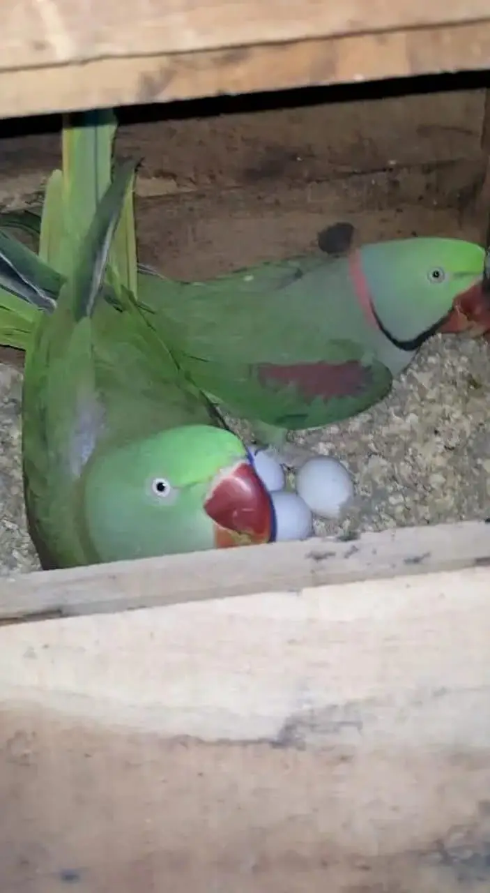 Raw Parrot breeder pair, single male/ female and babies for sale